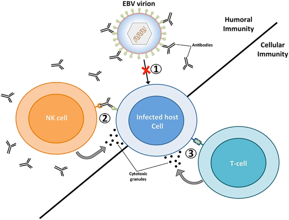 The impact of parasitic infections on the immune system